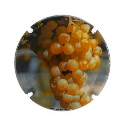 Olivella i Bonet X 137552